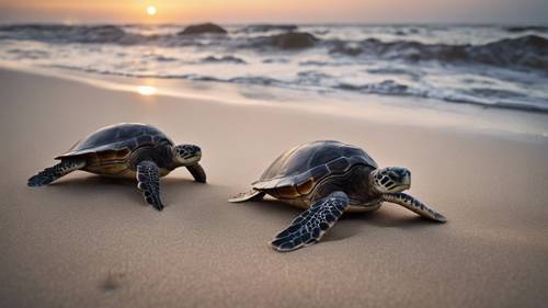 Sea turtles hatching on a warm sandy beach under the July moonlight.