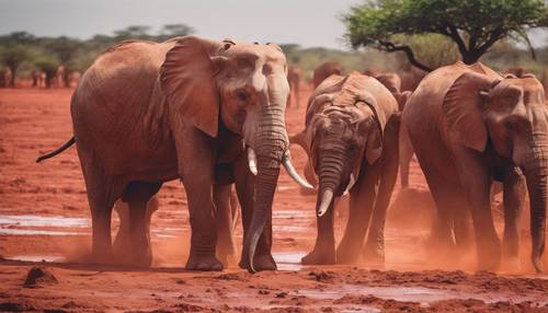 アフリカの太陽の下で真っ赤な泥遊びする象のグループ
