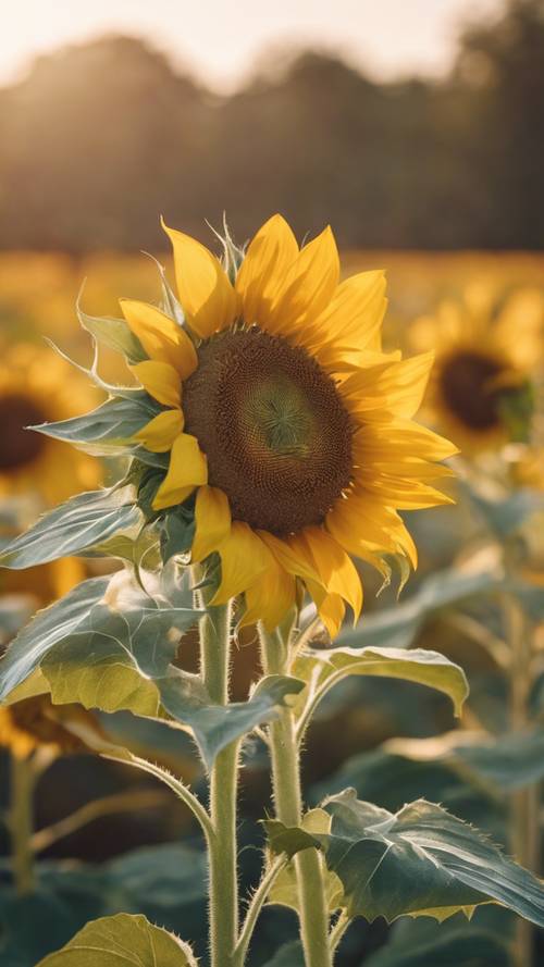 A close-up view of a radiant sunflower in a sunny field. Tapet [c7860761a95c44ba85ce]