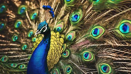 A strikingly regal peacock with feathers spread wide, exemplifies 'Let your true colors shine'.