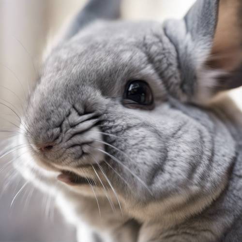 Close-up of a light grey chinchilla demonstrating the softness and texture of its fur. Tapet [41e46fb3394c4c2bb0da]