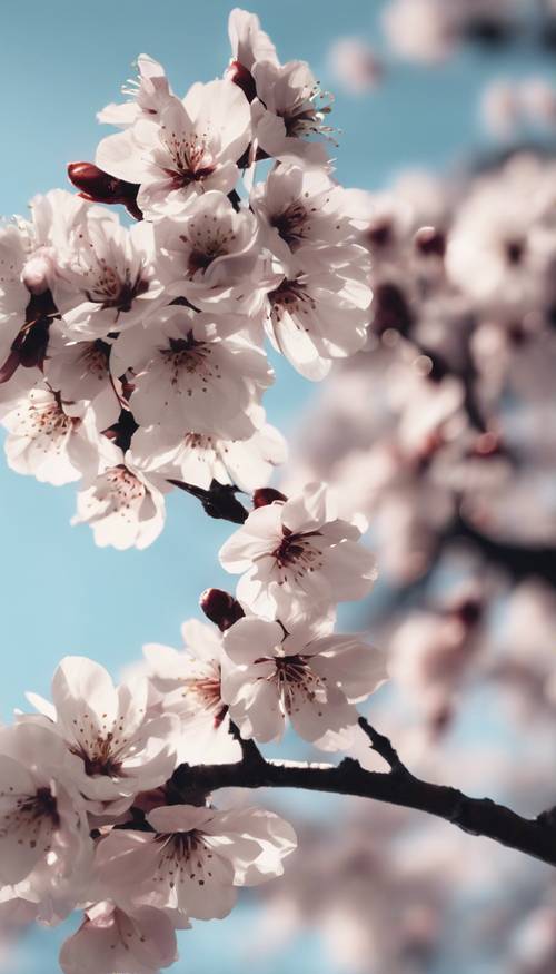 一棵盛開的櫻花樹的說明性黑色向量藝術。