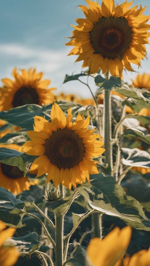 Bunga matahari emas cerah mekar penuh di ladang di bawah langit biru cerah.