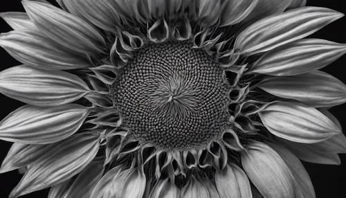 Close up grayscale image of a sunflower’s center, presenting the intricate, natural patterns of the seeds.