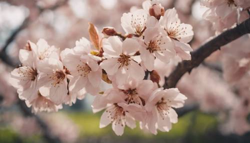 春の朝に満開の桜の木が美しい壁紙