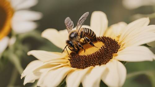Detailaufnahme einer gestreiften Honigbiene, die Nektar aus einer Sonnenblume extrahiert.