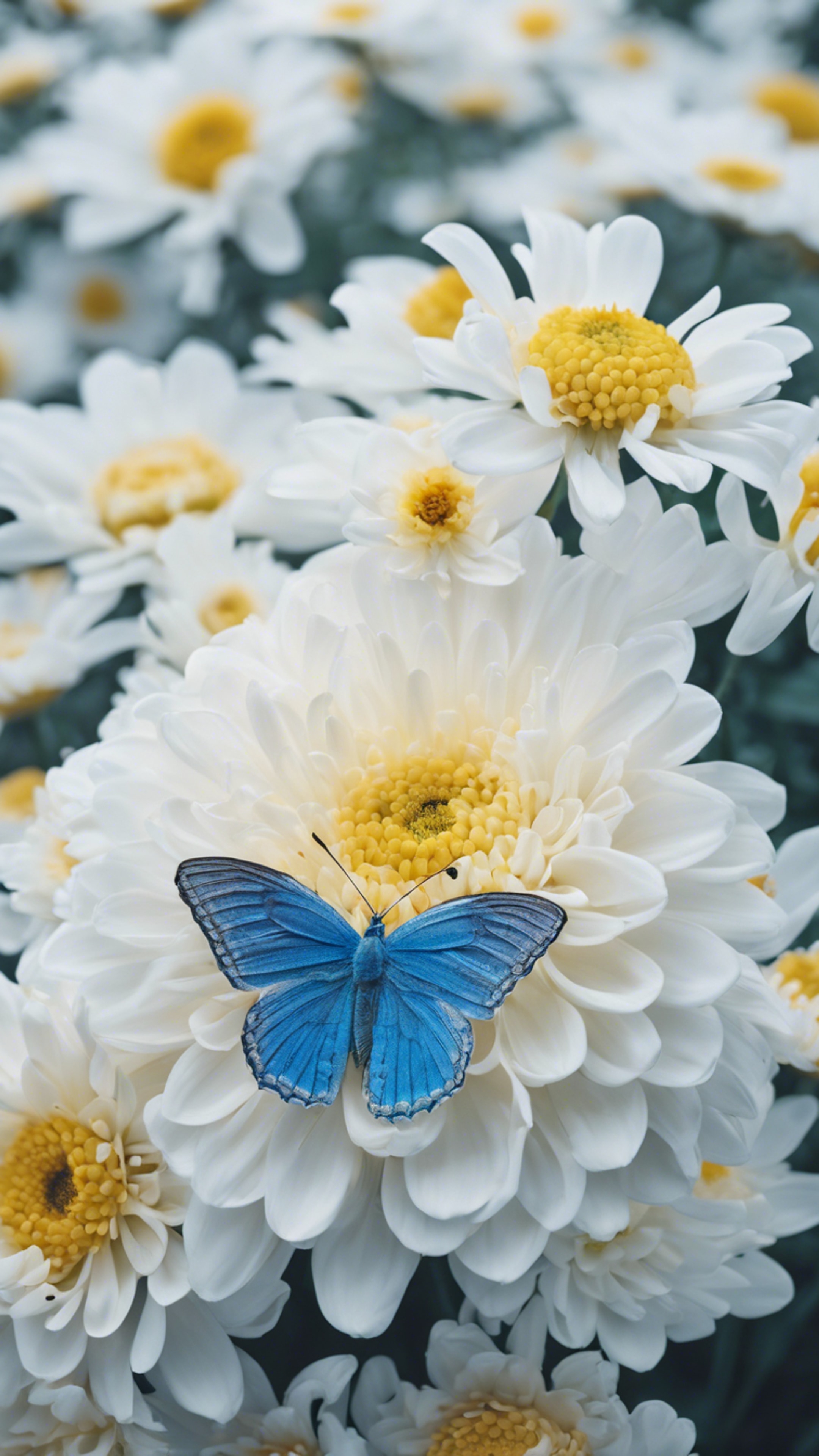A serene blue butterfly resting on a white chrysanthemum in full bloom. Wallpaper[c3e7c5c24c154b99a11b]