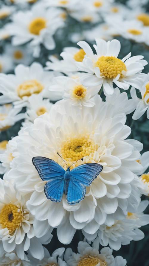 A serene blue butterfly resting on a white chrysanthemum in full bloom.