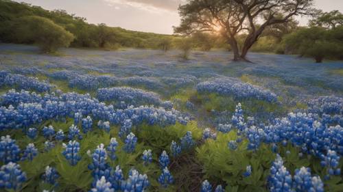 Una alfombra de lupinos azules que crece a lo largo de una llanura, dándole una ilusión similar a la del océano.