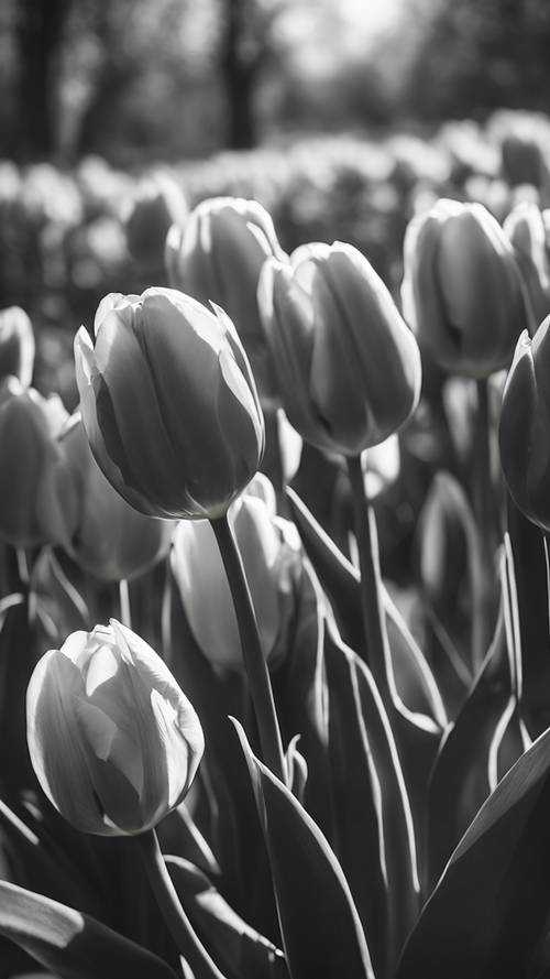 Vintage czarno-biały obraz tulipanów w scenerii opowiadającej historię z delikatnym blaskiem i głębokimi cieniami.