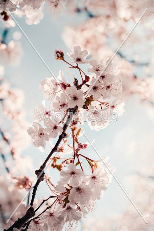 Cherry Blossoms in Bloom Against a Bright Sky