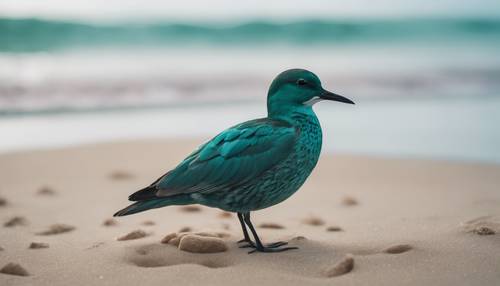 Mostre um pássaro de cor azul-petróleo nas areias da praia, olhando atentamente para a água em busca de peixes.