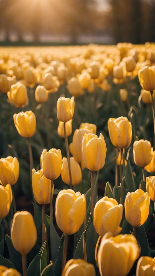 Yellow tulips illuminated by the golden glow of a sunrise in a Dutch tulip field.