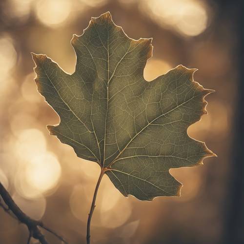 A vintage-style image of a sycamore leaf, its warm tones echoing a sense of nostalgia. Tapet [90aa8d7cccb343f4bcd2]