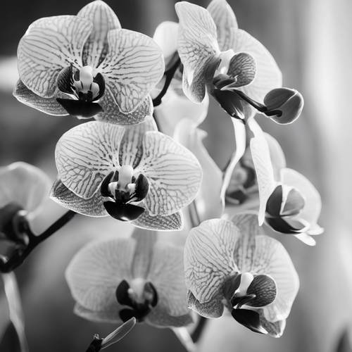 Un&#39;interpretazione astratta delle orchidee, con particolare attenzione ai loro petali dalla struttura unica, in una tavolozza monocromatica.