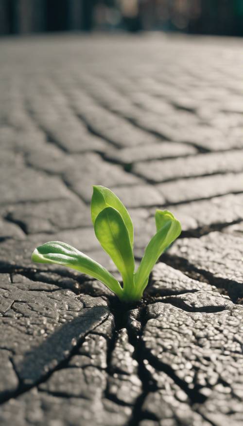 Light green sprout piercing through a crack in the pavement Tapet [de6b2643ce8b4b4595d5]