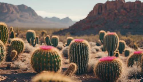 Seekor kucing liar bersembunyi di balik sekelompok kaktus Barrel yang berbunga, di bawah bayang-bayang gunung gurun yang terpencil. Wallpaper [52431ead3a564df4a684]