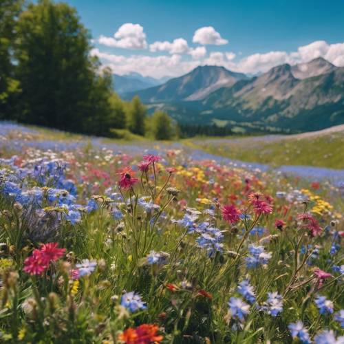 Vue imprenable sur une prairie alpine avec une myriade de fleurs sauvages aux couleurs vives qui fleurissent à perte de vue, sous un ciel bleu clair.