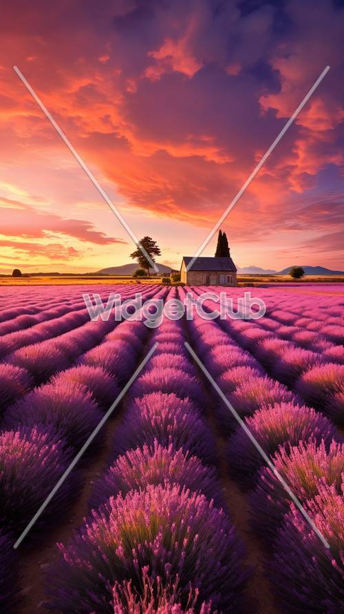 Sunset Over Lavender Fields Tapeta [634d2d4e9f2d4a349dd9]