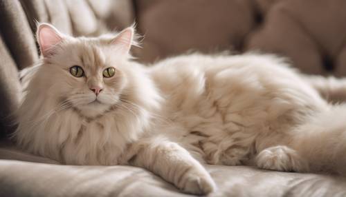 Um elegante gato angorá de cor creme descansando em uma luxuosa almofada de veludo.