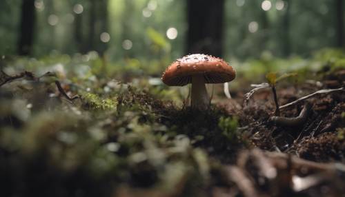 A evolução de um cogumelo escuro desde um broto até um adulto, dentro de uma vegetação rasteira próspera.