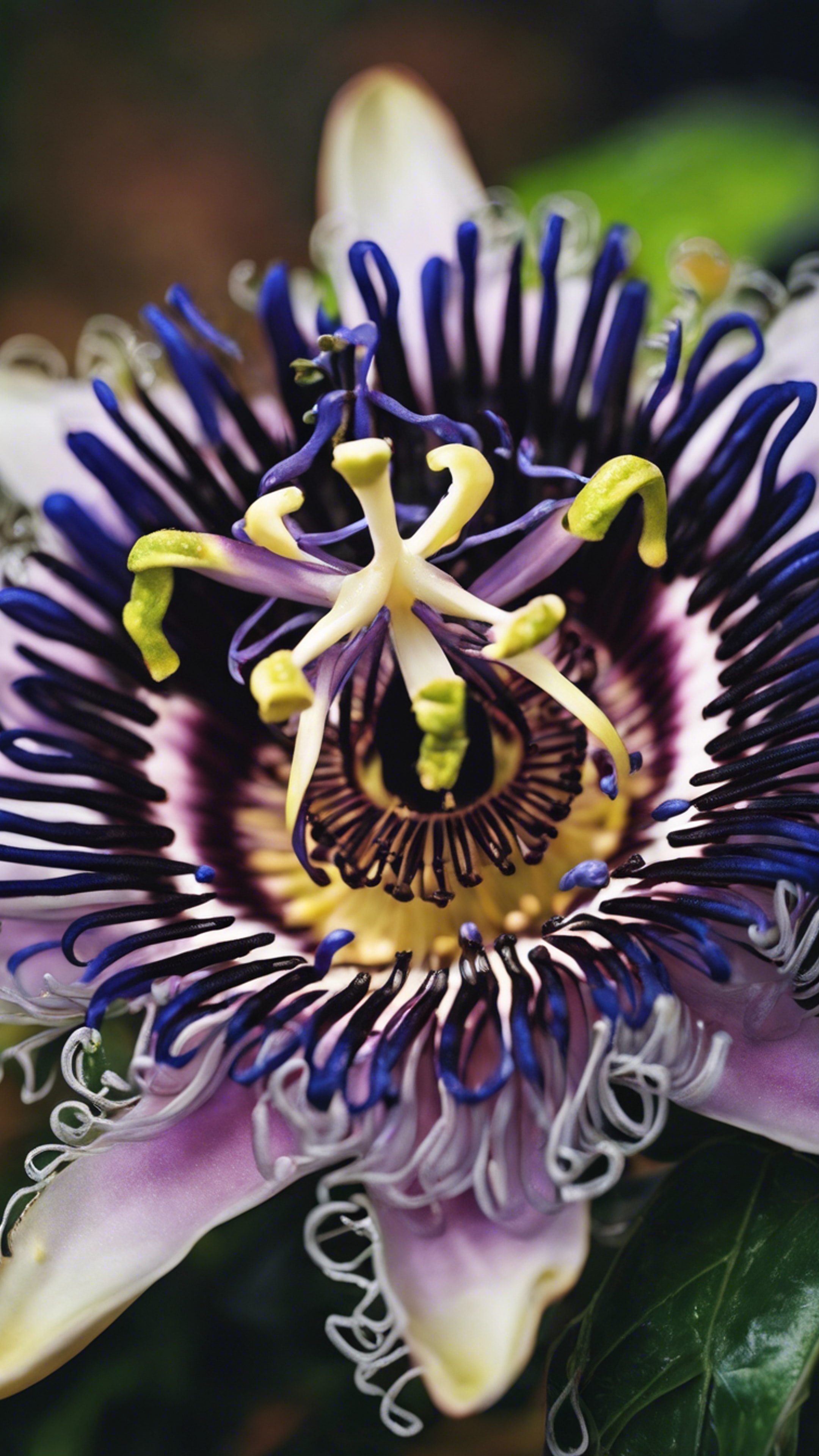 A painting of an exotic black passion flower, its intricate design encompassing a sense of magic and wonder. Wallpaper[3d4ff6ed559c4a328ed3]