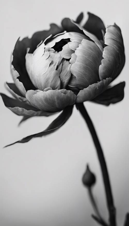 一朵娇嫩的黑白色牡丹花蕾刚刚开始绽放。