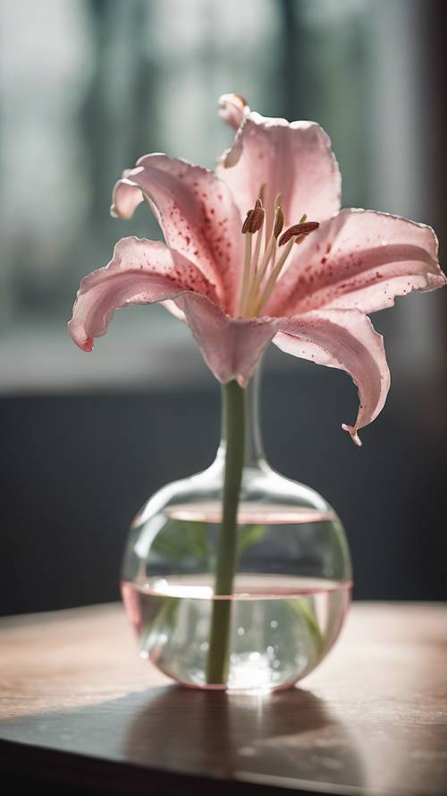 Pojedyncza różowa lilia stojąca wysoka w wazonie z przezroczystego szkła.