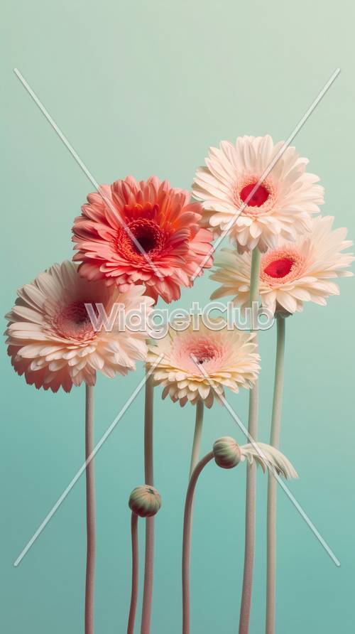 Colorful Gerbera Daisies on Pastel Blue Background