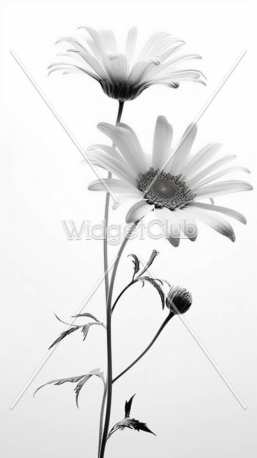 Gambar Daisy Hitam Putih yang Cantik