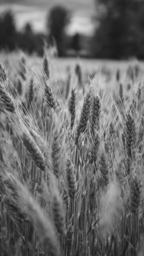 바람이 부는 조건에서 회색 밀밭의 상세한 흑백 이미지.