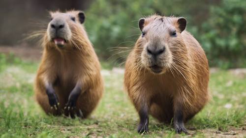 Un magnifique capybara faisant jouer ses muscles lors d&#39;un conflit territorial.