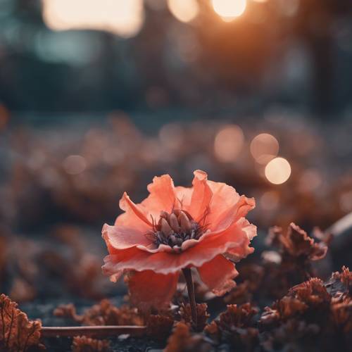 Uma flor de coral murchando poeticamente durante o crepúsculo de outono.