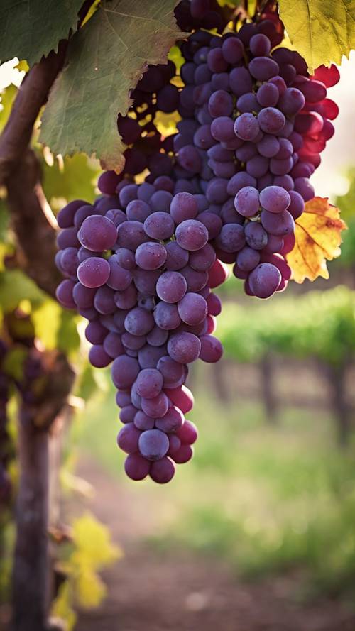 A luscious and tempting cluster of purple grapes in a vineyard with a tasteful quote about wine. Tapet [73438e8006624d8b893f]