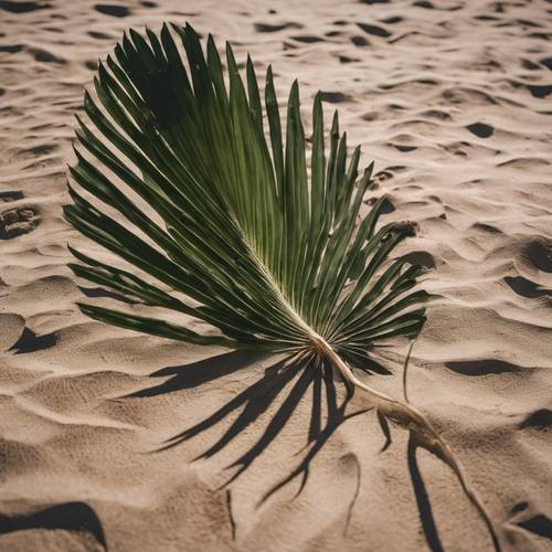 一片倒下的棕榈叶，只剩下叶脉，散落在沙漠地面上。