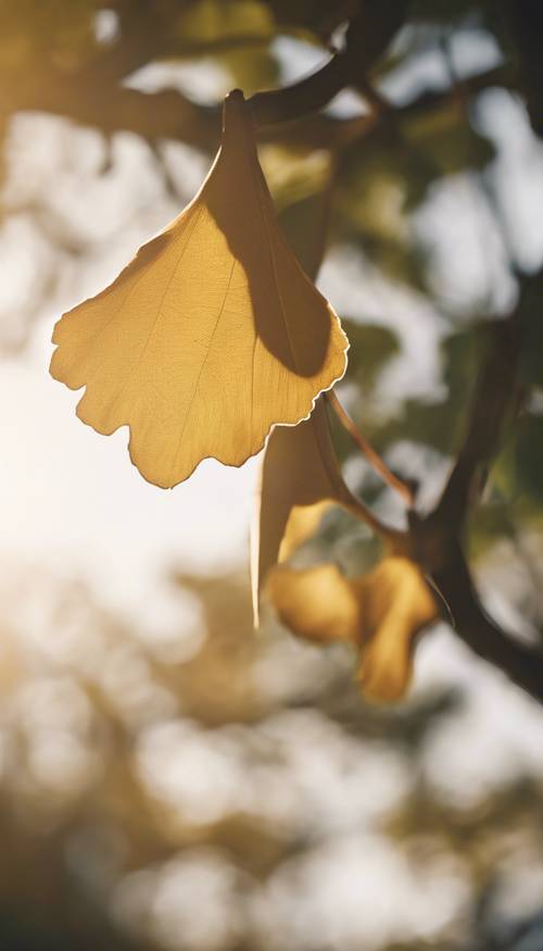 Ein einzelnes Ginkgoblatt, mit der Zeit vergilbt und asymmetrisch vom Sonnenlicht des späten Nachmittags beleuchtet.