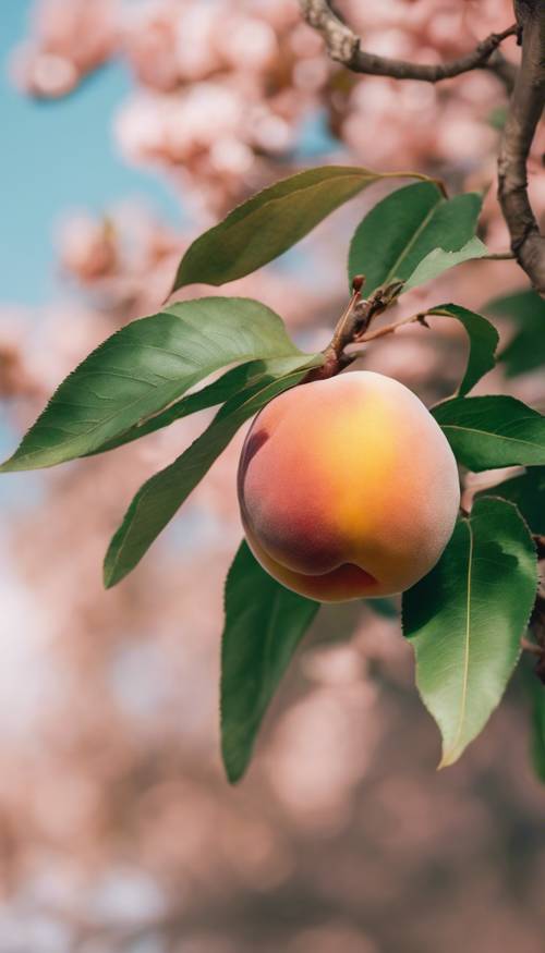 一颗完美的桃子，带着一片叶子，坐落在桃树叶子之中。