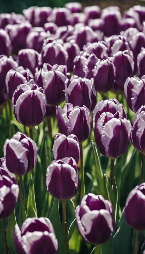 一组紫色的郁金香，每片花瓣上都有醒目的白色条纹图案，盛开在美丽的春天花园中。