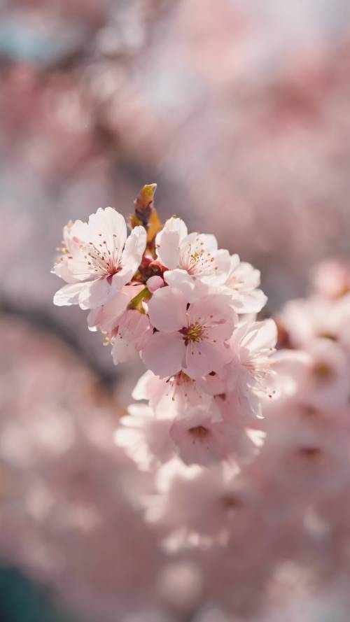 ภาพระยะใกล้ของดอกซากุระสีชมพูพาสเทลอันละเอียดอ่อนที่กำลังเบ่งบานเต็มที่