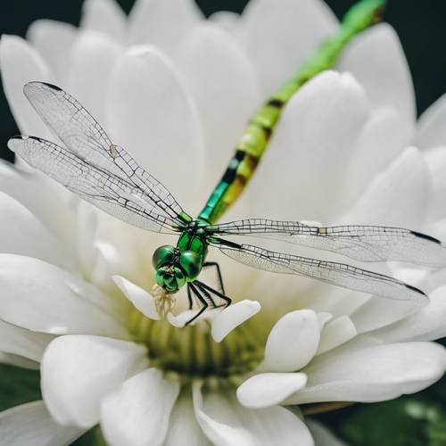 Зеленая стрекоза отдыхает на ярко-белом лепестке цветка.
