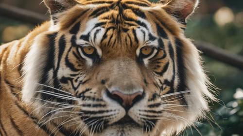 Gambar close-up seekor harimau emas cantik yang memperlihatkan garis-garis hitam tebal.
