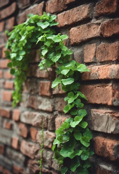 Zielone winorośle wiją się nad rustykalnym starym murem z brązowej cegły.