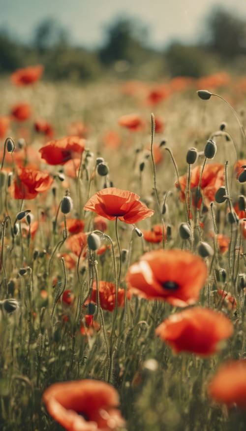 A vibrant and preppy poppy meadow, swaying under the breeze on a sunny summer's day. Ფონი [f56ed811f74f415a9226]
