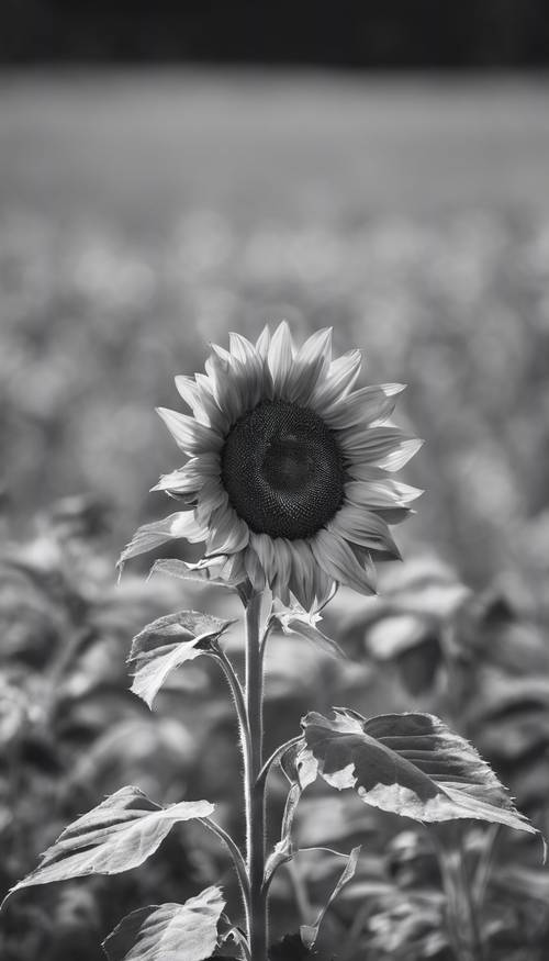 一朵孤独的向日葵坚强地矗立在一片未经驯服的荒野草地上，这是黑白照片。