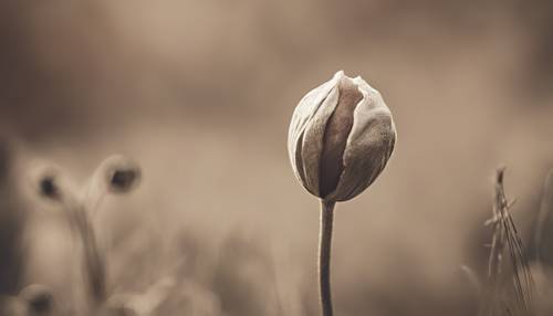 Close-up of a poppy bud, just beginning to open, with a vintage sepia tone overlay.