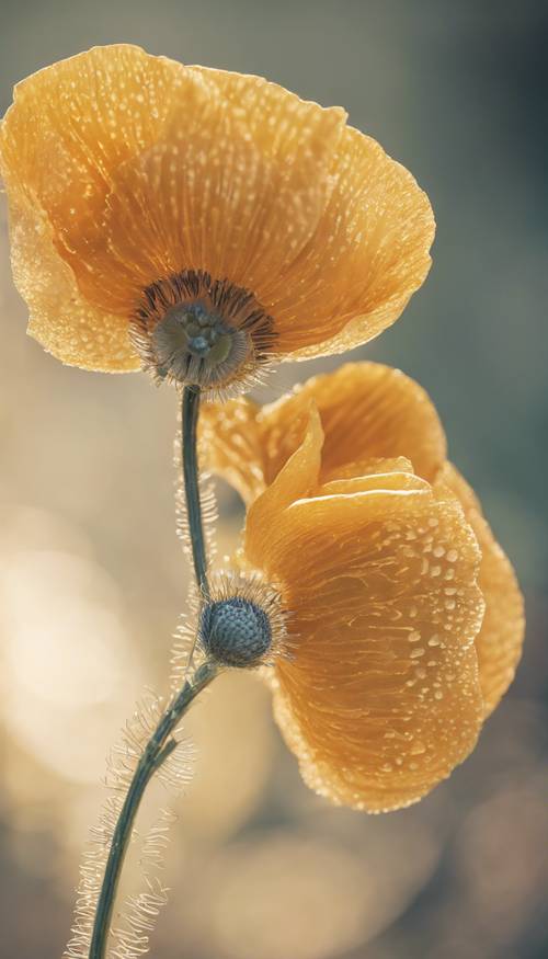 Eine Nahaufnahme einer Mexikanischen Mohnblume mit komplizierten Mustern auf ihren goldenen Blütenblättern.