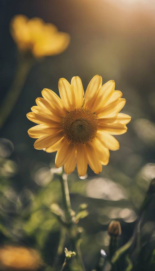 一朵鲜艳的黄色雏菊在清晨的阳光下绽放。