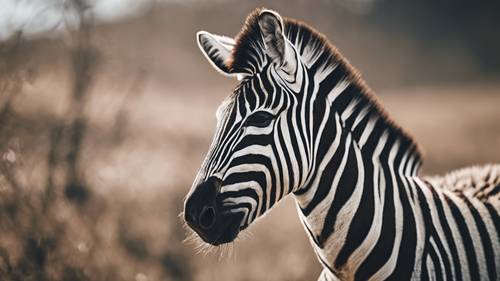 A zebra with a quirky characteristic, like a lovable bend in its stripe.