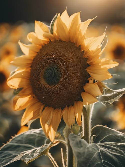 A sunflower.Its petals seem like they got kissed by the golden sun.