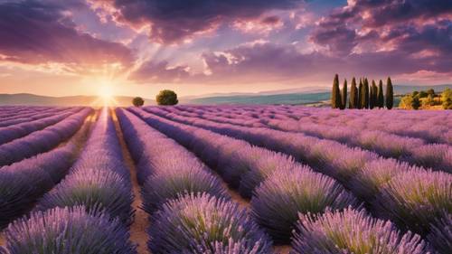 Matahari terbenam yang menakjubkan di atas ladang lavender yang luas di Provence, Prancis.